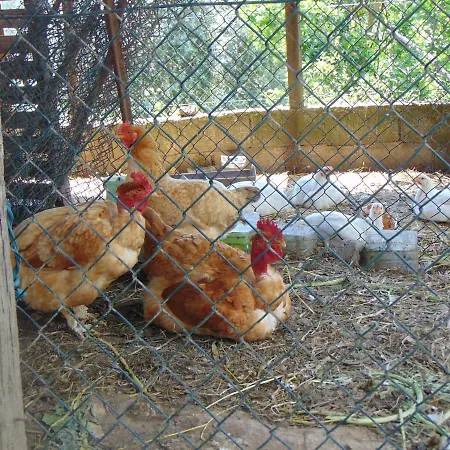 Casa Rebelo * Cossourado (Braga)